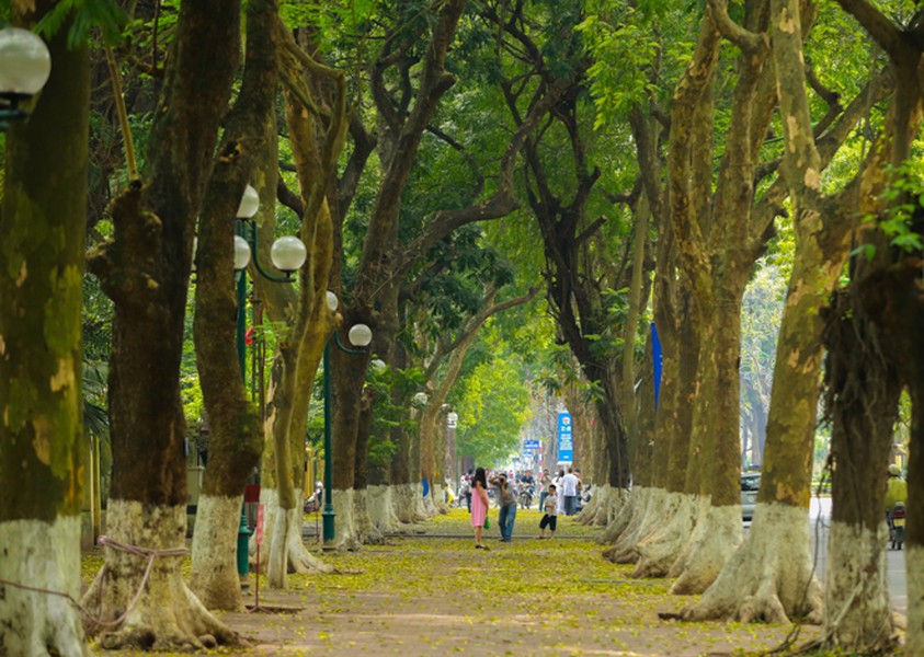 Ngắm những vòm cây đẹp như cổ tích ở Hà Nội